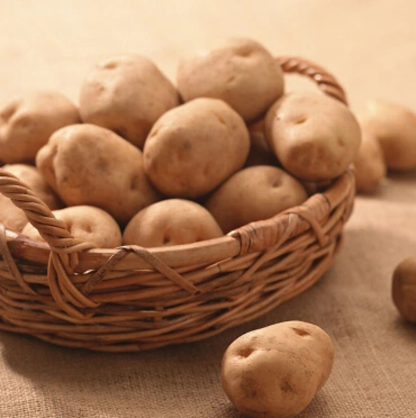 天然有机土豆 新鲜马铃薯