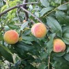砀山特产 农村直供黄桃 新鲜水果 优质黄桃