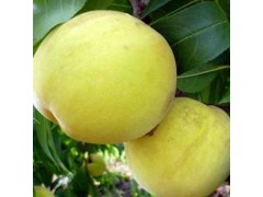 安徽特產農村直供黃桃 新鮮水果 優質黃桃
