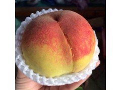 安徽特产农村直供黄桃 新鲜水果 优质大黄桃