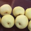 安徽特产 农村直供酥梨 新鲜水果 优质酥梨