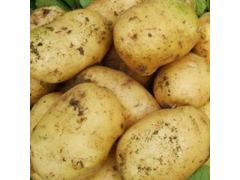 新鲜土豆农家自种马铃薯非转基金新鲜蔬菜黄心土豆