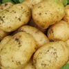 新鲜土豆农家自种马铃薯非转基金新鲜蔬菜黄心土豆