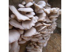 绿欣园新鲜蘑菇