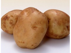 供应大量优质土豆