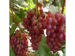 南阳葡萄园 供应红宝石一号葡萄 绿色健康 果脆个大