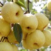 安徽正宗 砀山酥梨 现采摘酥梨 新鲜水果特产