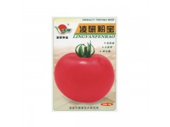 農家老品種番茄西紅柿種子粉寶 口感甜面四季陽臺菜園種植
