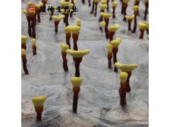 金寨灵芝菌种 大别山椴木食用菌菌棒赤芝菌种 提供种植技术支持