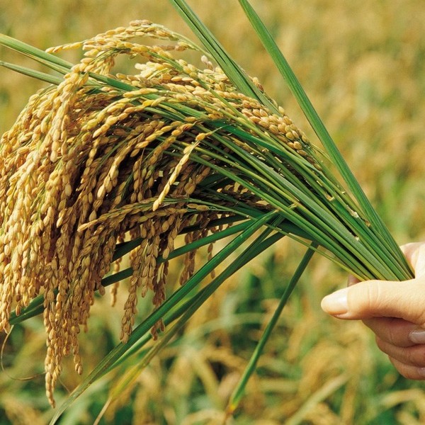 供应 水稻种子 高产水稻种子 优质水稻