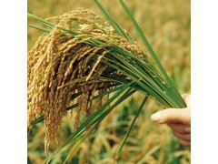 供应 水稻种子 高产水稻种子 优质水稻