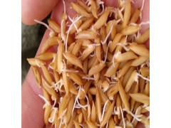 厂家直销 早熟高产优质水稻 水稻种子