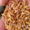 厂家直销 早熟高产优质水稻 水稻种子