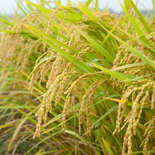 供应 高产水稻种子 优质水稻种子