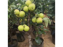 现货红富士苹果盆景 基地批发高成活率苹果盆栽各种红肉苹果盆景