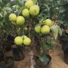 现货红富士苹果盆景 基地批发高成活率苹果盆栽各种红肉苹果盆景