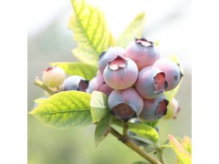 基地种植薄雾蓝莓苗 果树苗木现货高成活率园林苗木兔眼蓝莓苗