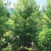 美国红枫枫树苗木树苗园林防污染绿化风景林植物种植干旱地防护