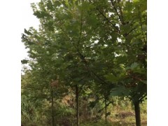 基地直销园林植物美国红枫绿化苗风景树行道树防护树观赏性