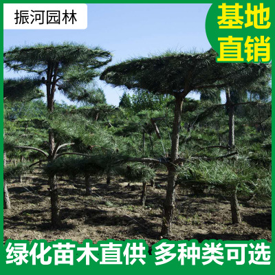 造型松 园林景观造型松 花坛绿化树 工程造型树桩