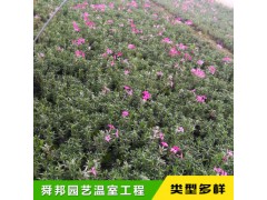 青州宿根花卉丛生福禄考芝樱园林绿化工程花海