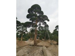 供應日本進口土杉羅漢松 別墅庭院羅漢松 造型羅漢松羅漢松綠化樹