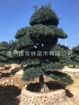 供应日本进口罗汉松 别墅庭院罗汉松 造型罗汉松 罗汉松绿化树
