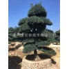 供应日本进口罗汉松 别墅庭院罗汉松 造型罗汉松 罗汉松绿化树