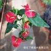 基地批发红掌花卉盆栽室内阳台防辐射吸甲醛绿植好养活的花卉