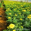 南非万寿菊 道路花坛绿化装饰花卉 花海景观市政绿化