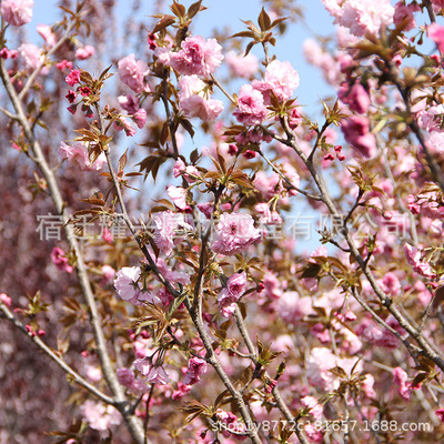 樱花树批发绿化花木行道点缀气味芳香 室内盆栽日本樱花小树