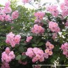 藤本月季花苗 庭院攀援植物欧洲月季 盆栽玫瑰花苗 欧月苗