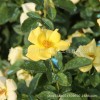 黄帽月季花苗批发绿化花木室内月季盆栽气味芳香黄帽月季玫瑰苗