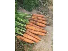 山西大同现货供应 原生态新鲜胡萝卜 品质保证 欢迎来购