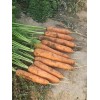 山西大同现货供应 原生态新鲜胡萝卜 品质保证 欢迎来购