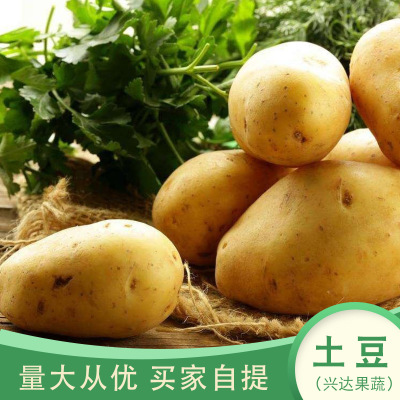 新鲜蔬菜土豆便宜批发 美味马铃薯家常菜洋芋 量大从优买家自提