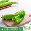 新鮮青尖椒批發便宜賣美味青椒肉絲蔬菜500g量大從優買家自提