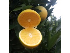 新鮮應季水果湖南麻陽冰糖橙純甜果園直供一件代發5斤裝