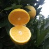 新鲜应季水果湖南麻阳冰糖橙纯甜果园直供一件代发5斤装