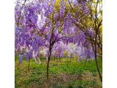紫藤 景观绿化花量大紫藤树苗木基地直供紫藤小苗批发量大优惠