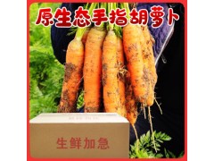 手指胡萝卜小胡萝卜2斤去叶宝宝水果胡萝卜新鲜蔬菜西餐沙拉食材
