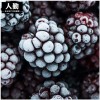 现货大量供应速冻果蔬 冷冻水果黑莓 新鲜冷冻黑莓 速冻水果