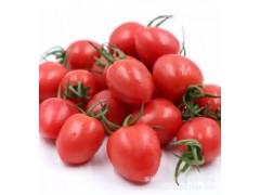 5斤包郵圣女果小番茄新鮮水果口感香甜一件代發