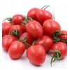 5斤包邮圣女果小番茄新鲜水果口感香甜一件代发