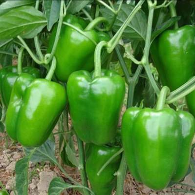 5斤包郵一件代發 山東蔬菜精品圓椒綠色食品自然生長不打農藥