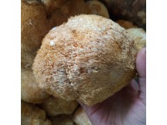 500g猴头菇干货 煎炸炒炖干猴头菇食材特产 产地食用菌菇大小均匀