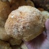 500g猴头菇干货 煎炸炒炖干猴头菇食材特产 产地食用菌菇大小均匀