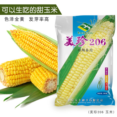 美珍206（40g）超甜水果玉米种子 非转基因北京宝丰种子