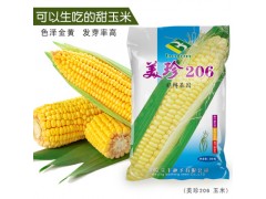 美珍206（40g）超甜水果玉米种子 非转基因北京宝丰种子