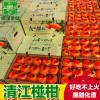 清江椪柑 湖北宜昌长阳土家族自治县岩松坪椪柑批发45枚特级柑橘
